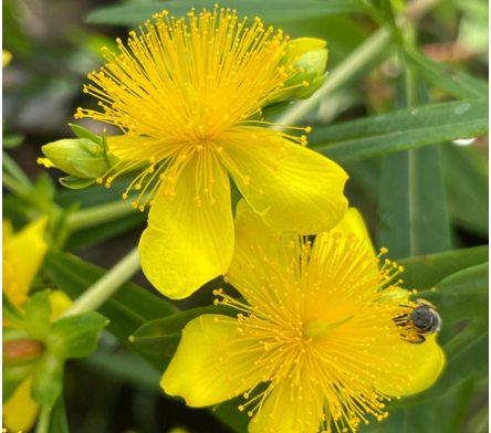 Millepertuis