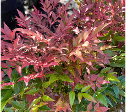 Bambou sacré - Nandina domestica