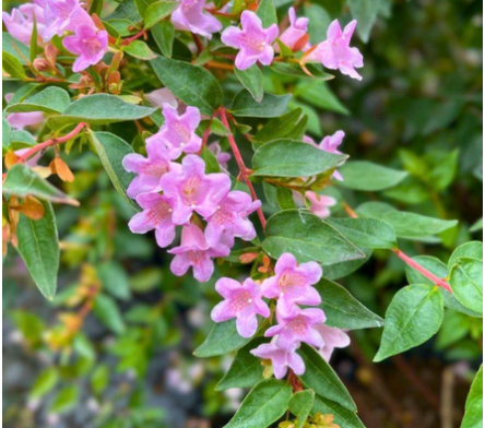 Abelia