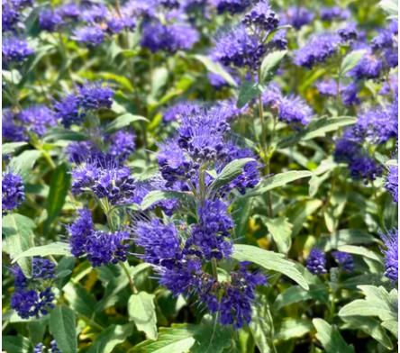 Caryopteris