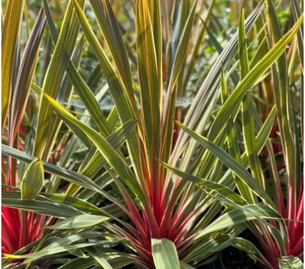 Cordyline