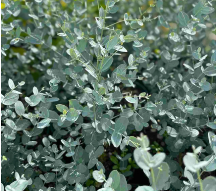Eucalyptus