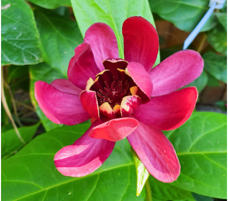 Calycanthus