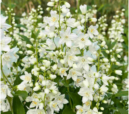 Deutzia