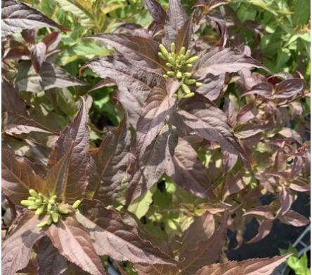 Diervilla