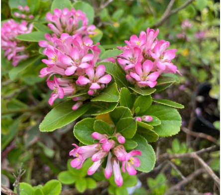 Escallonia