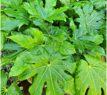 Fatsia