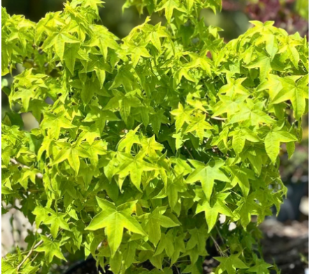 Liquidambar