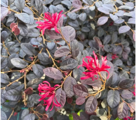 Loropetalum