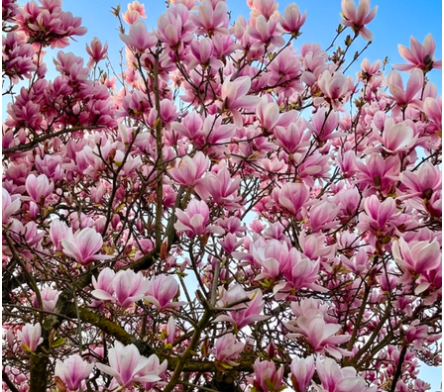 Magnolia