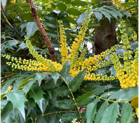 Mahonia