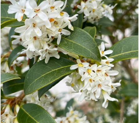Osmanthus
