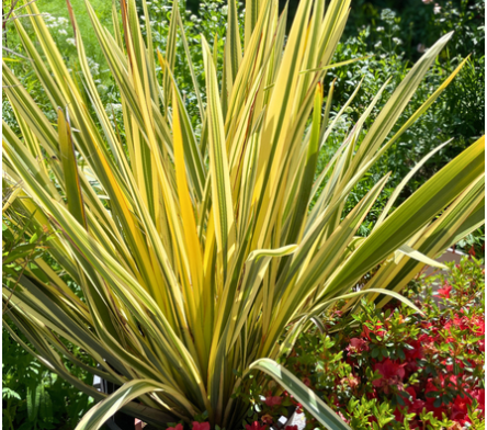 Phormium
