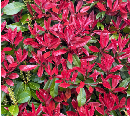 Photinia