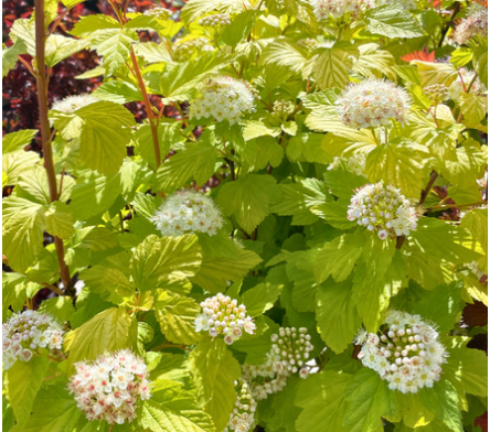 Physocarpus