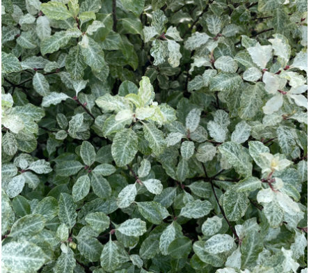 Pittosporum