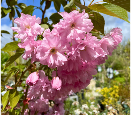 Cerisier à fleurs