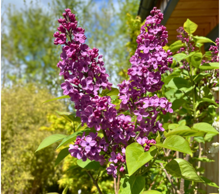 Lilas