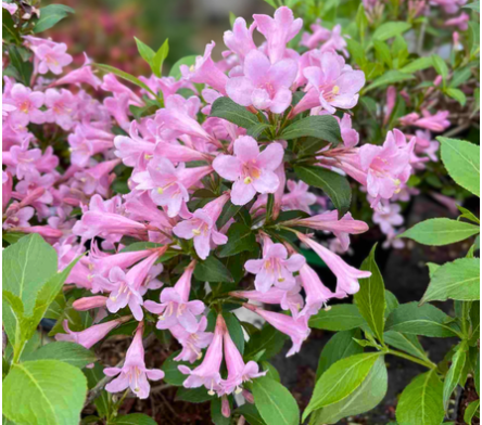 Weigelia