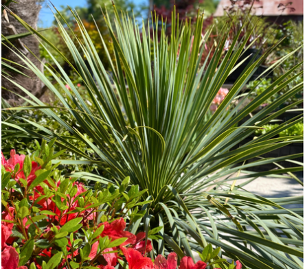 Yucca