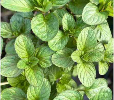 Menthe
