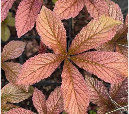 Rodgersia