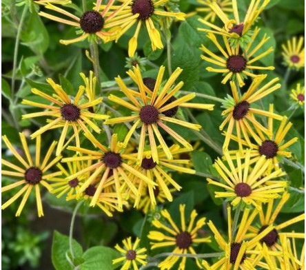 Rudbeckia