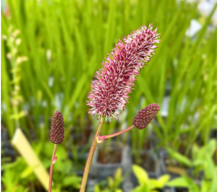 Sanguisorba