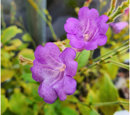 Strobilanthes
