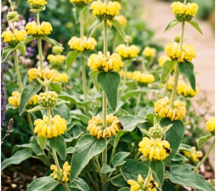 Phlomis
