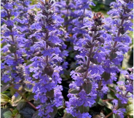 Bugle rampant - Ajuga repens