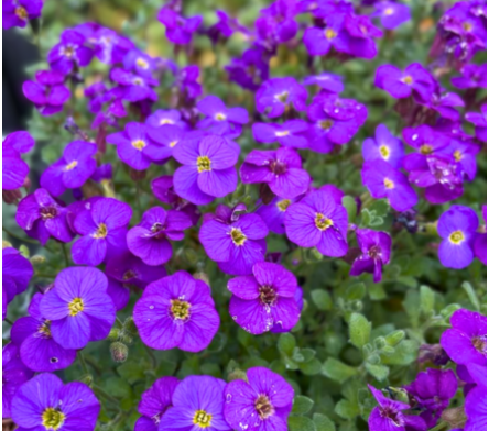 Aubriete