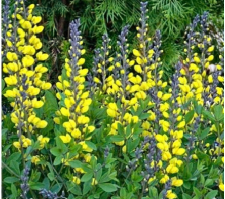 Baptisia - Lupin indigo