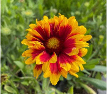 Gaillarde