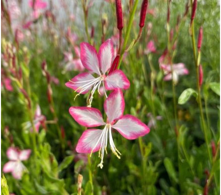 Gaura