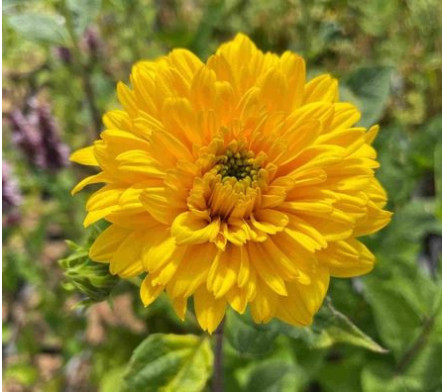 Helianthus