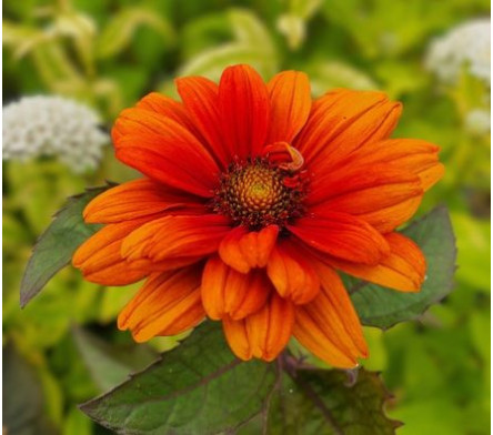 Heliopsis