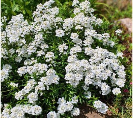 Iberis - Corbeille d'argent