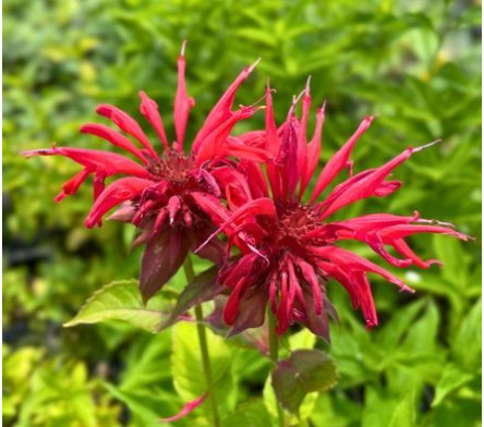 Monarde
