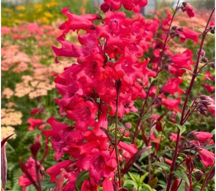 Penstemon