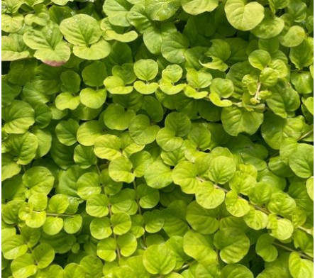 Lysimaque