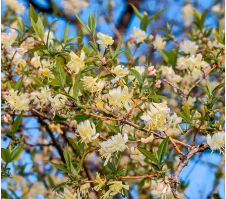 Lonicera