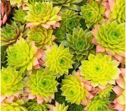 Joubarbe - sempervivum