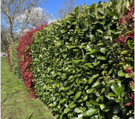 Plante de haie persistante