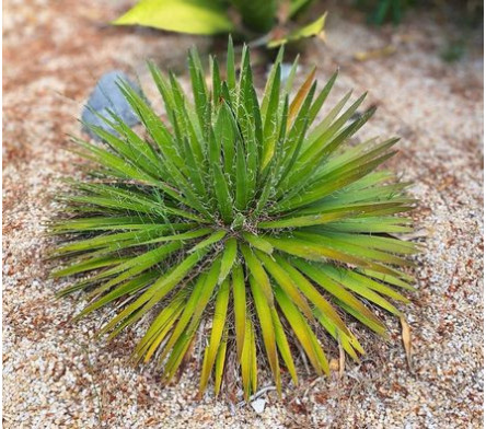 Cactées