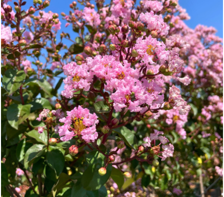 Lilas des Indes