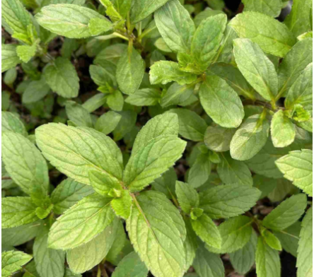 Plantes aromatiques de bordure