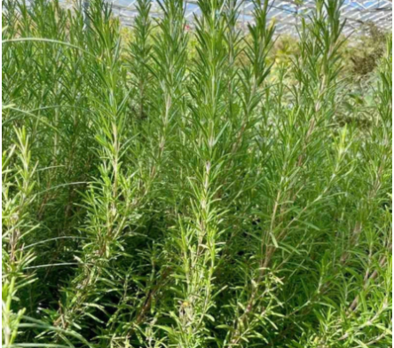 Plante aromatique méditerranéenne