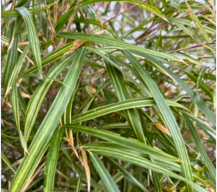 Arundinaria