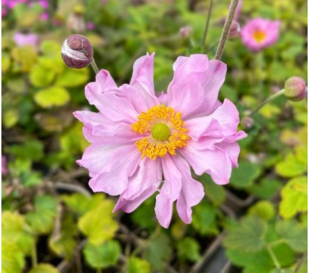 Anémones du japon roses